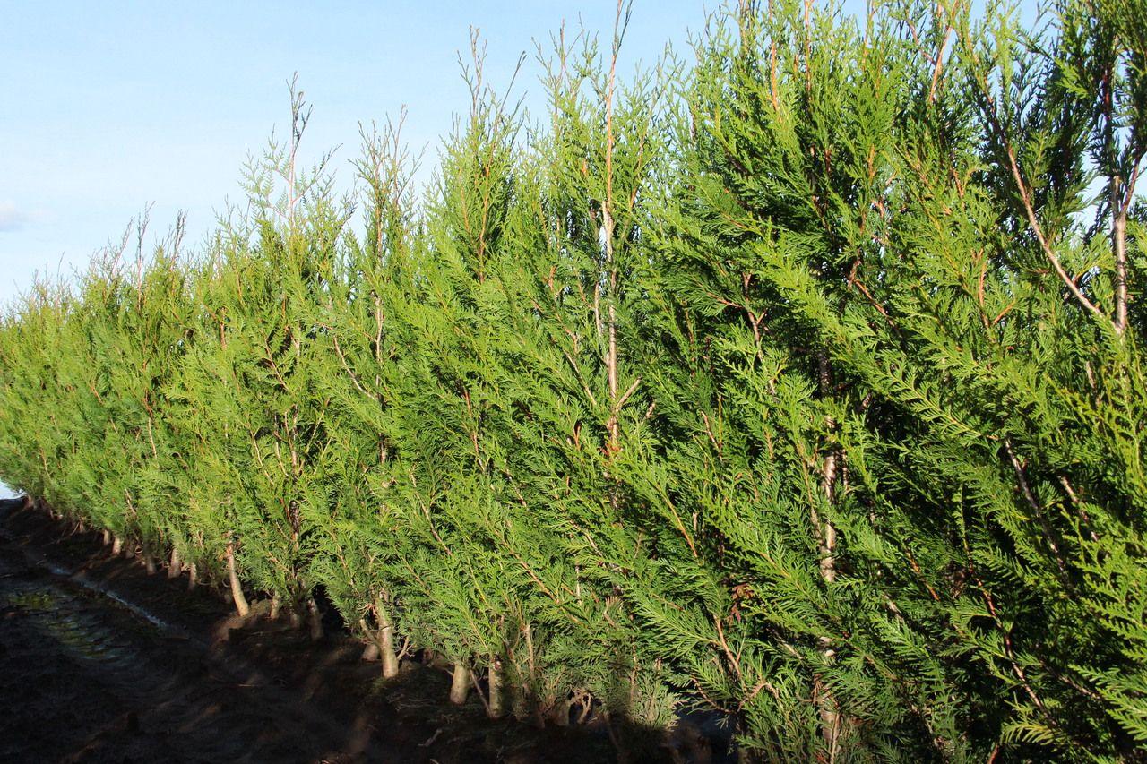 Thuja Plicata 'virescens' Hedge Form (instant Hedge) - View 15 from www redcrocus com