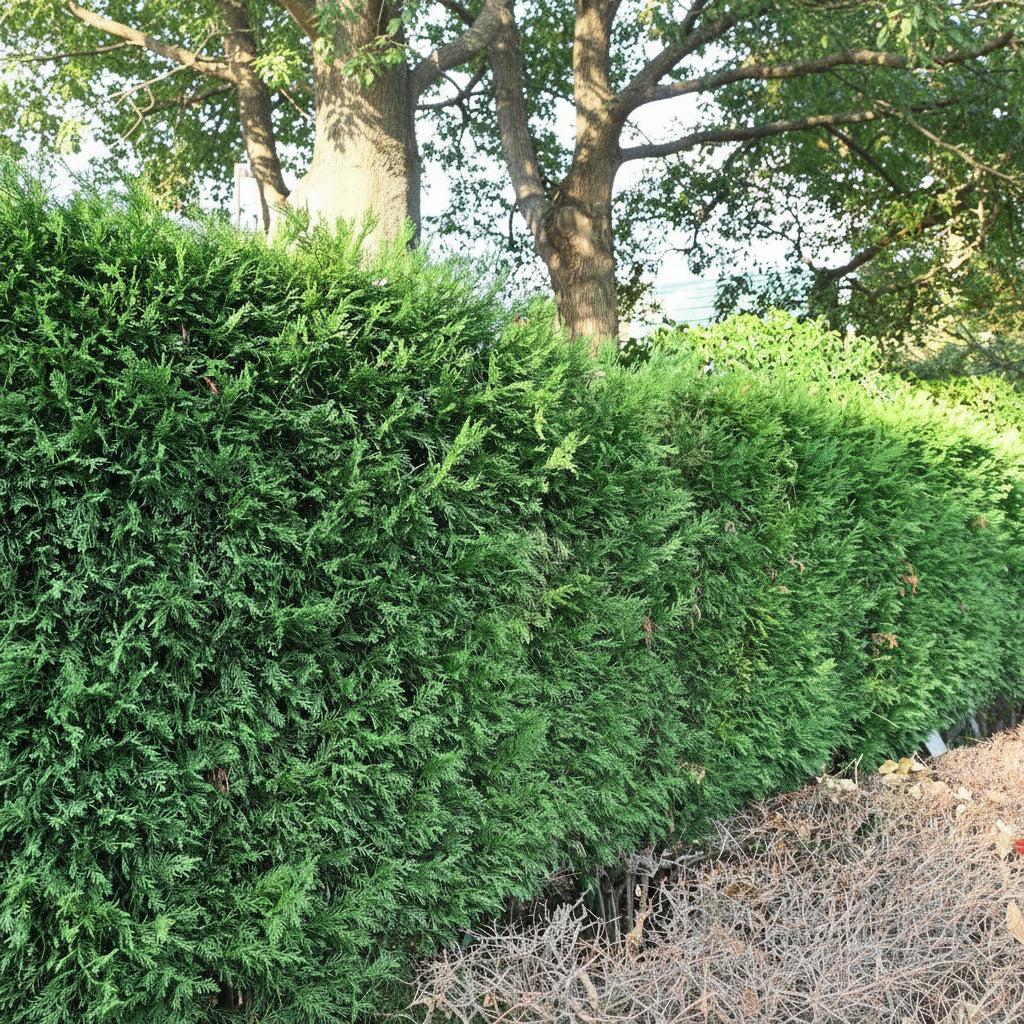 Thuja Plicata 'virescens' Hedge Form (instant Hedge) - View 16 from www redcrocus com