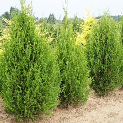 Thuja Plicata 'virescens' Hedge Form (instant Hedge) - View 17 from www redcrocus com