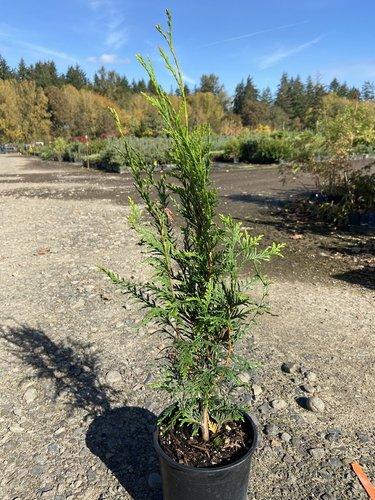 Thuja Plicata 'virescens' Hedge Form (instant Hedge) - View 18 from www redcrocus com