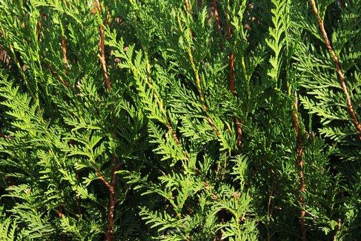 Thuja Plicata 'virescens' Hedge Form (instant Hedge) - View 19 from www redcrocus com