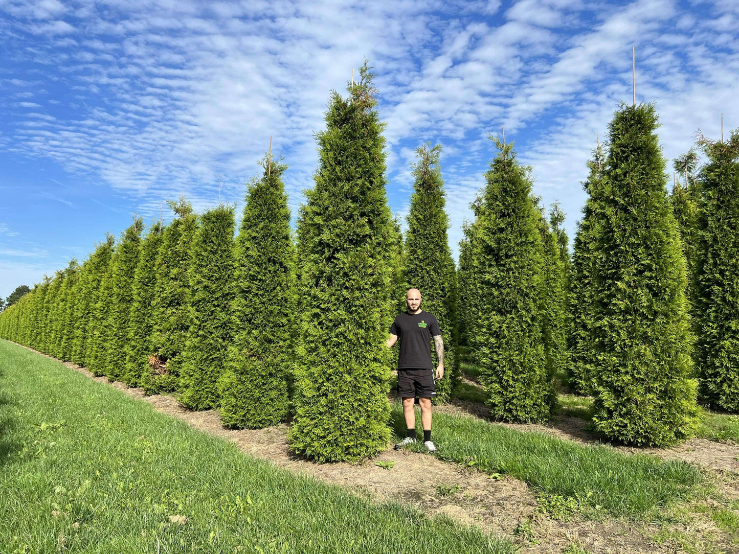 Thuja Plicata 'virescens' Hedge Form (instant Hedge) - View 20 from www redcrocus com