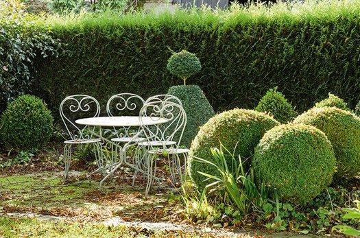 Thuja Plicata 'virescens' Hedge Form (instant Hedge) - View 21 from www redcrocus com
