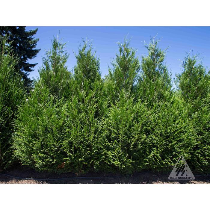 Thuja Plicata 'virescens' Hedge Form (instant Hedge) - View 23 from www redcrocus com