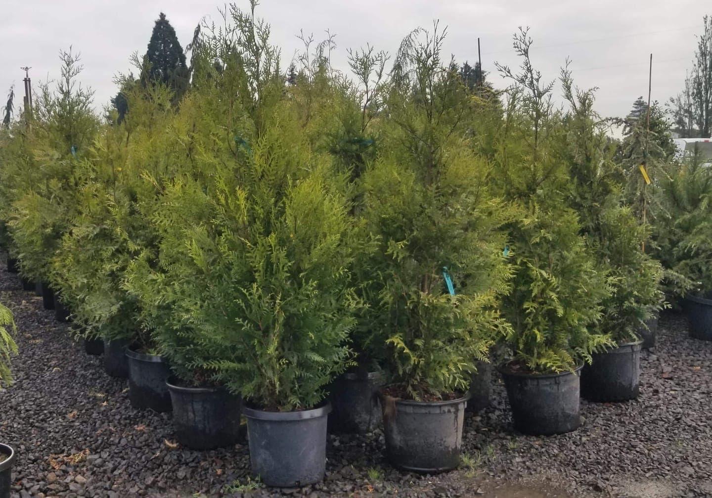 Thuja Plicata 'virescens' Hedge Form (instant Hedge) - View 25 from www redcrocus com