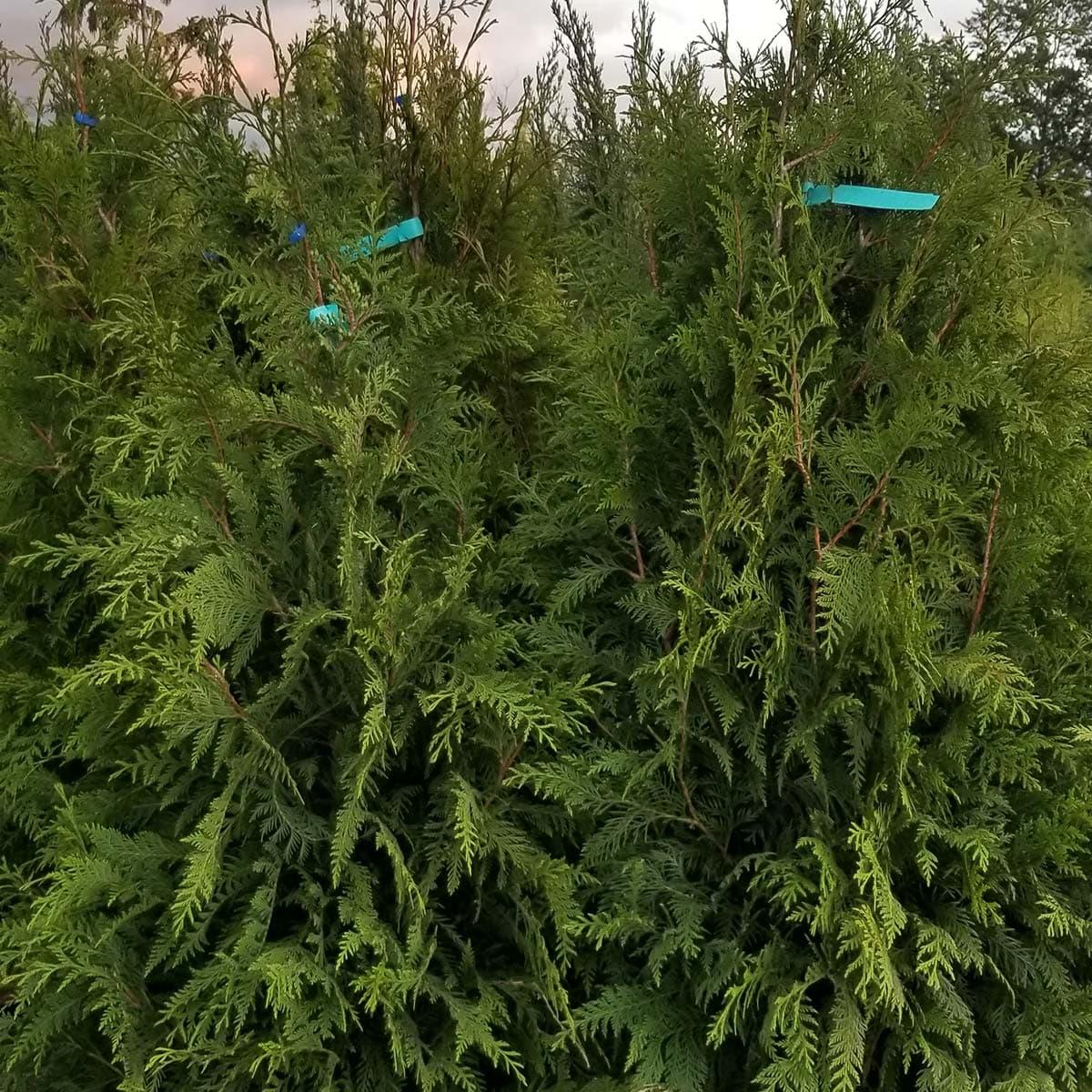Thuja Plicata 'virescens' Hedge Form (instant Hedge) - View 26 from www redcrocus com