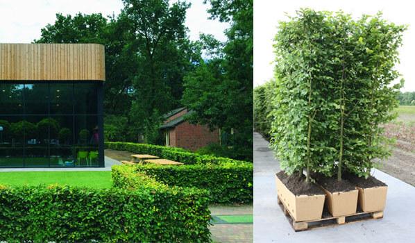 Thuja Plicata 'virescens' Hedge Form (instant Hedge) - View 27 from www redcrocus com