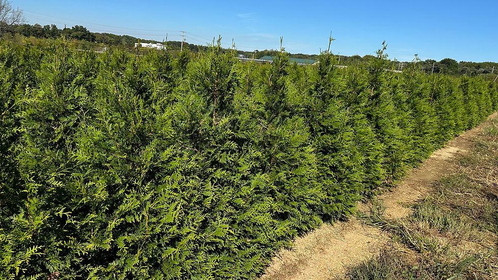 Thuja Plicata 'virescens' Hedge Form (instant Hedge) - View 28 from www redcrocus com