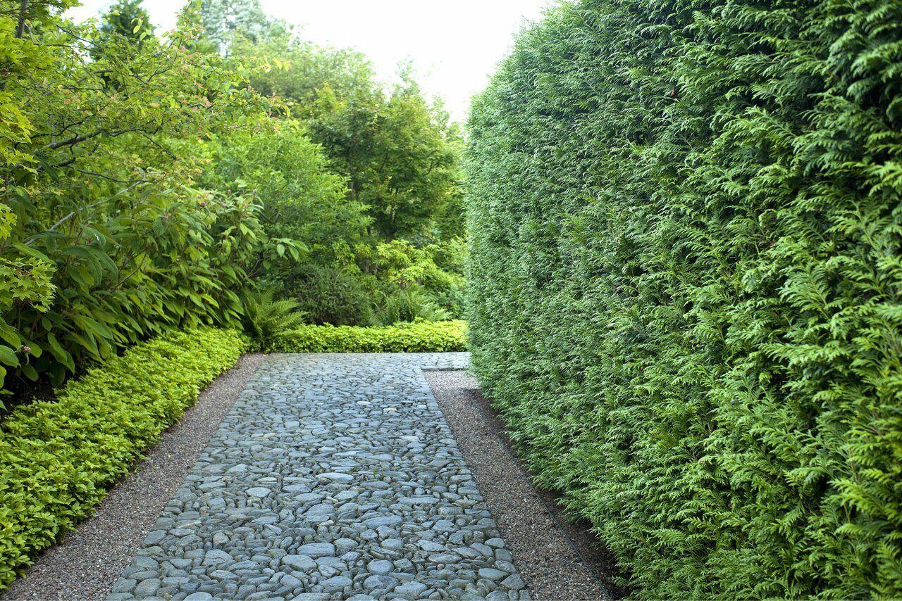 Thuja Plicata 'virescens' Hedge Form (instant Hedge) - View 29 from www redcrocus com