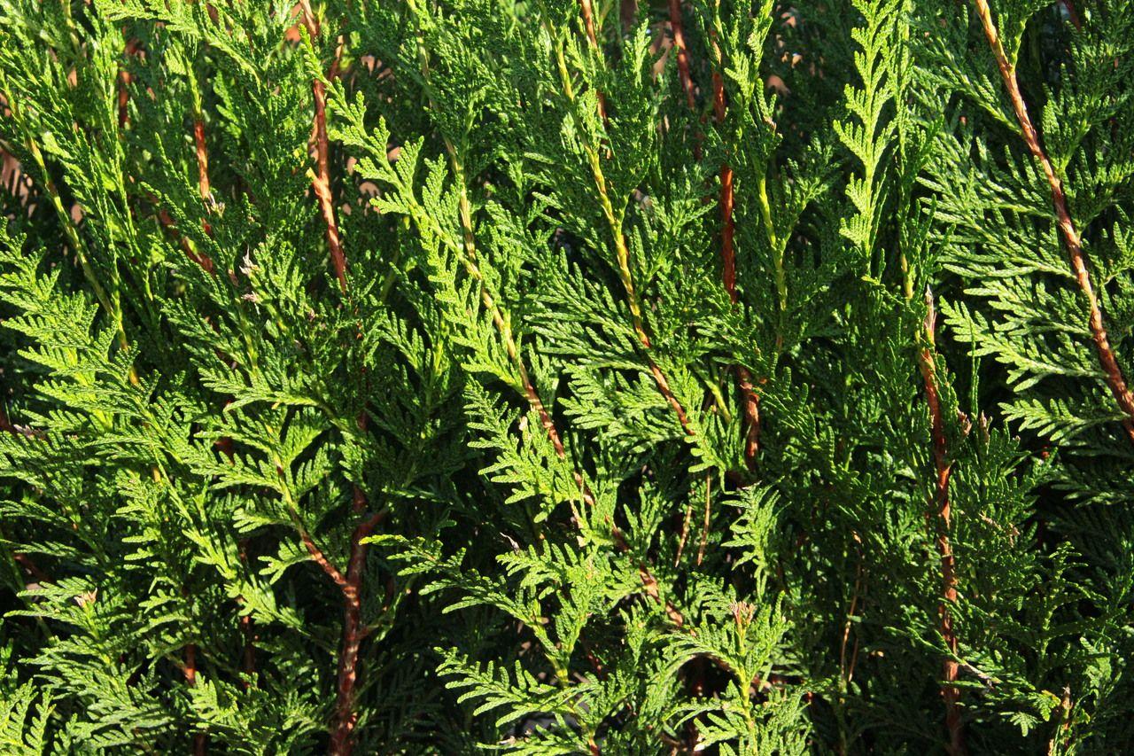 Thuja Plicata 'virescens' Hedge Form (instant Hedge) - View 2 from www redcrocus com