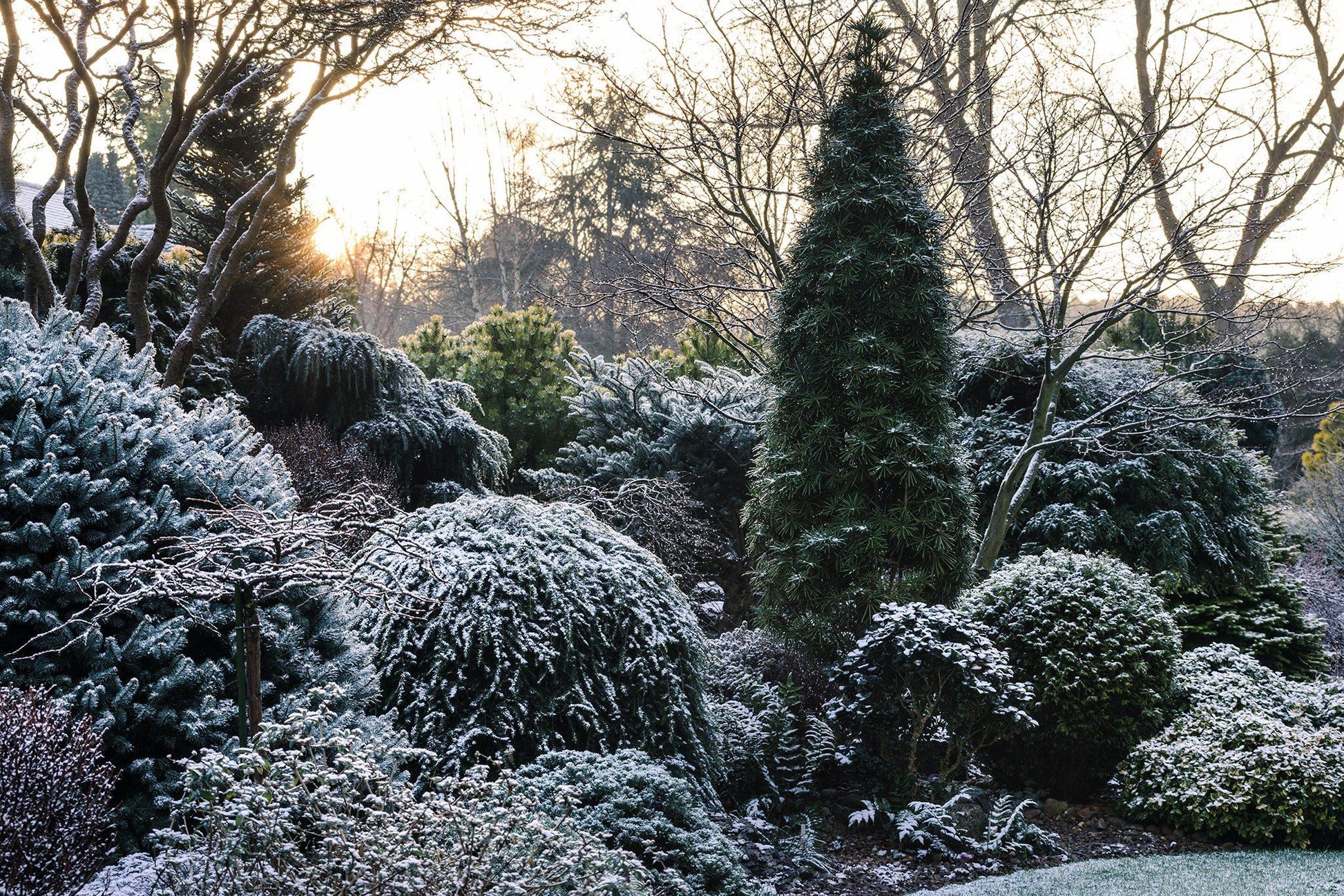 Thuja Plicata 'virescens' Hedge Form (instant Hedge) - View 32 from www redcrocus com