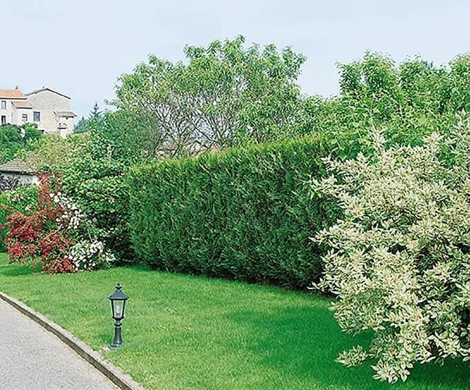Thuja Plicata 'virescens' Hedge Form (instant Hedge) - View 3 from www redcrocus com