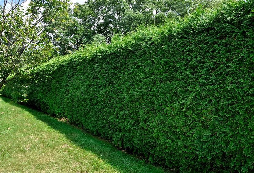 Thuja Plicata 'virescens' Hedge Form (instant Hedge) - View 4 from www redcrocus com