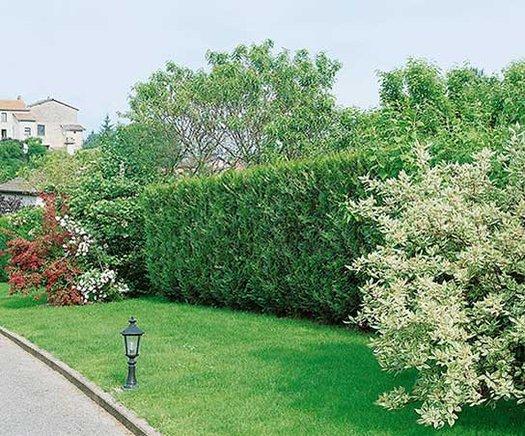 Thuja Plicata 'virescens' Hedge Form (instant Hedge) - View 5 from www redcrocus com