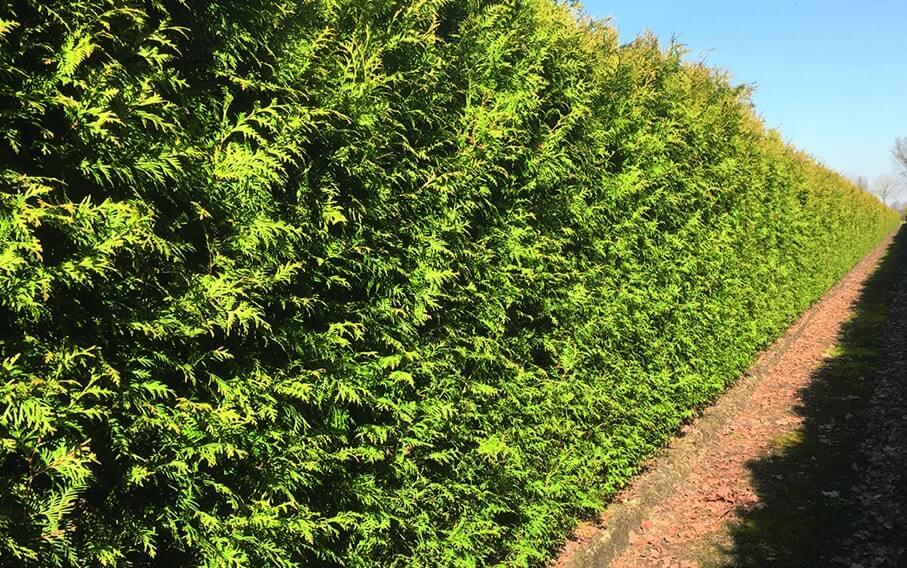 Thuja Plicata 'virescens' Hedge Form (instant Hedge) - View 6 from www redcrocus com