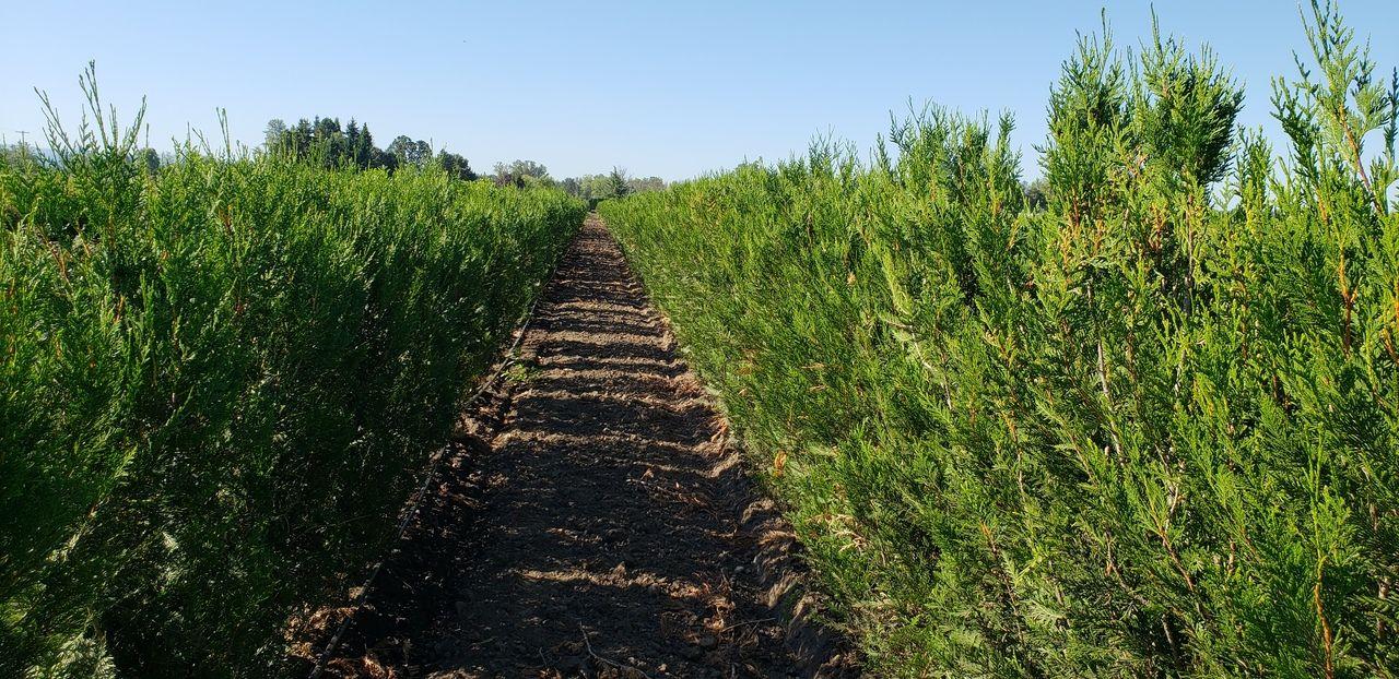 Thuja Plicata 'virescens' Hedge Form (instant Hedge) - View 8 from www redcrocus com