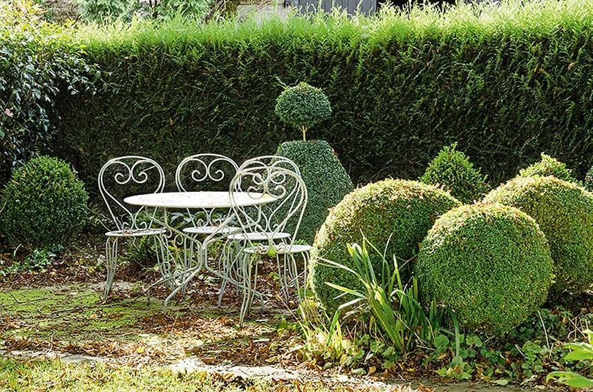 Thuja Plicata 'virescens' Hedge Form (instant Hedge) - View 9 from www redcrocus com