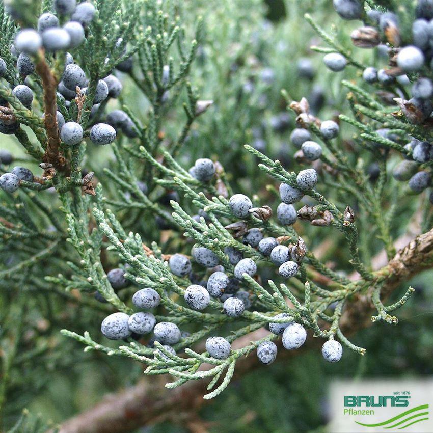 Juniperus Virginiana 'glauca' - View 10 from www redcrocus com