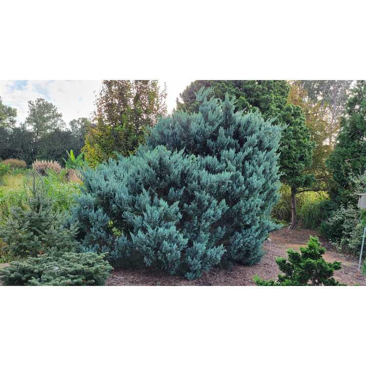 Juniperus Virginiana 'glauca' - View 11 from www redcrocus com