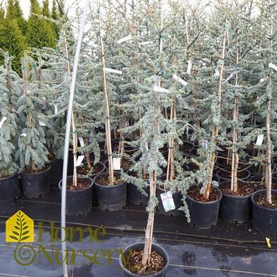 Juniperus Virginiana 'glauca' - View 12 from www redcrocus com