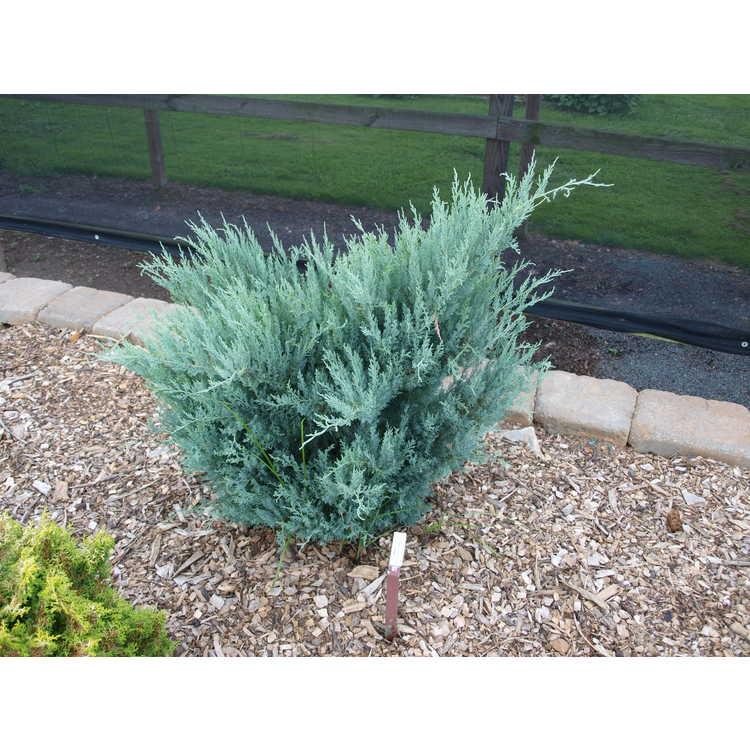 Juniperus Virginiana 'glauca' - View 13 from www redcrocus com