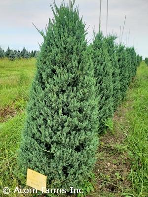 Juniperus Virginiana 'glauca' - View 15 from www redcrocus com
