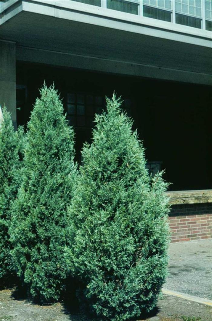 Juniperus Virginiana 'glauca' - View 20 from www redcrocus com