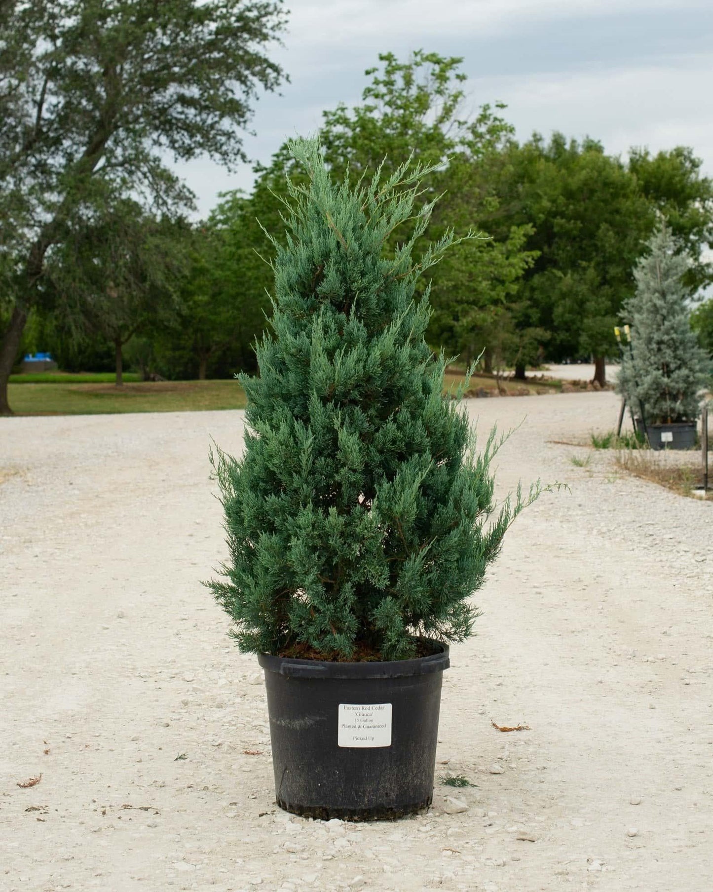 Juniperus Virginiana 'glauca' - View 21 from www redcrocus com