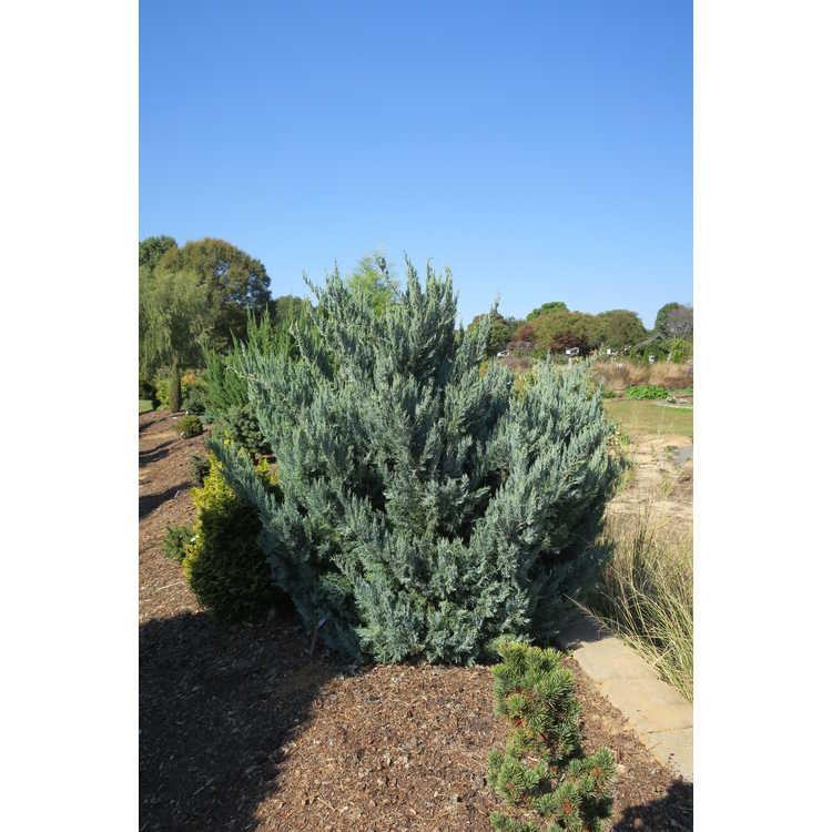 Juniperus Virginiana 'glauca' - View 22 from www redcrocus com