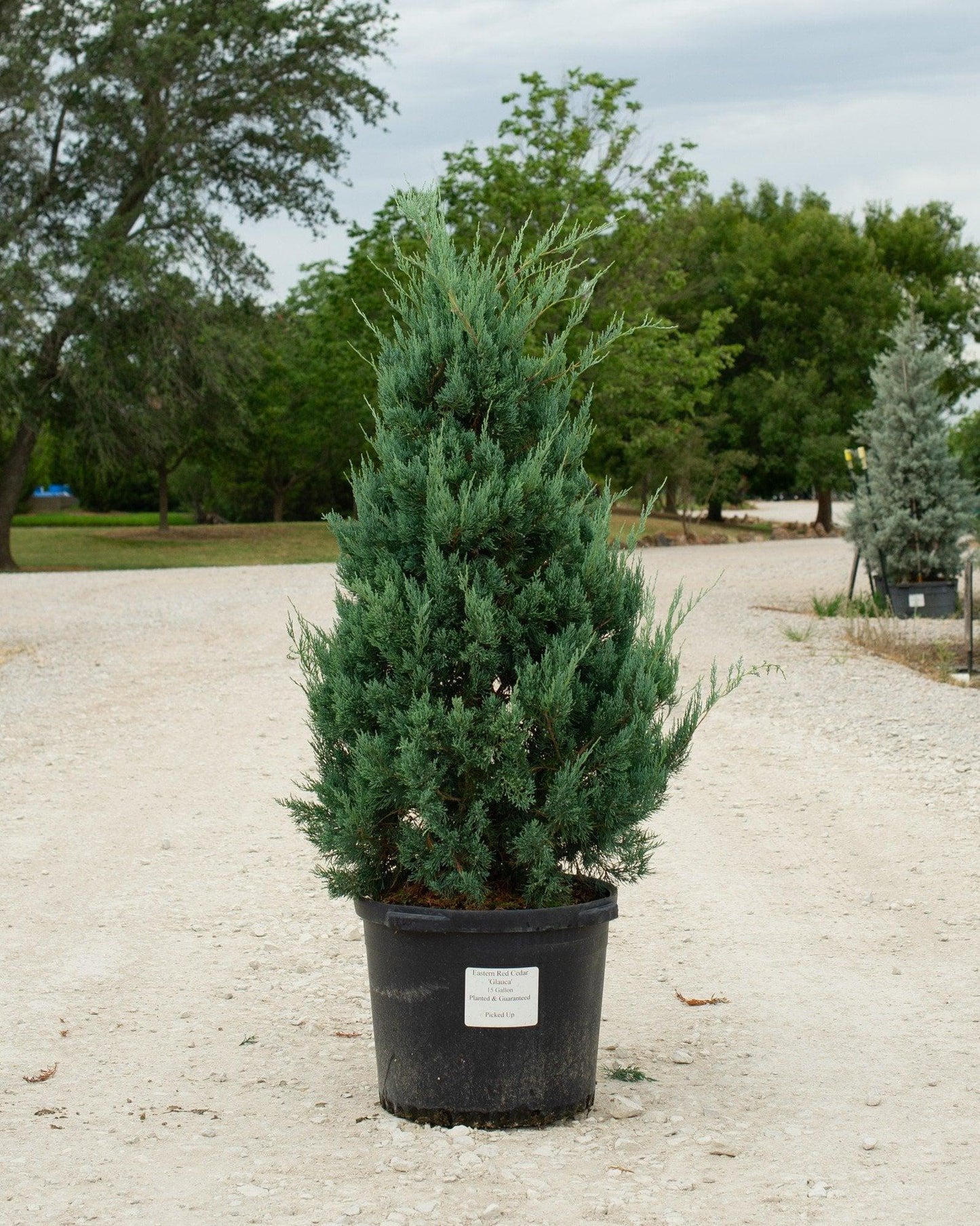Juniperus Virginiana 'glauca' - View 24 from www redcrocus com
