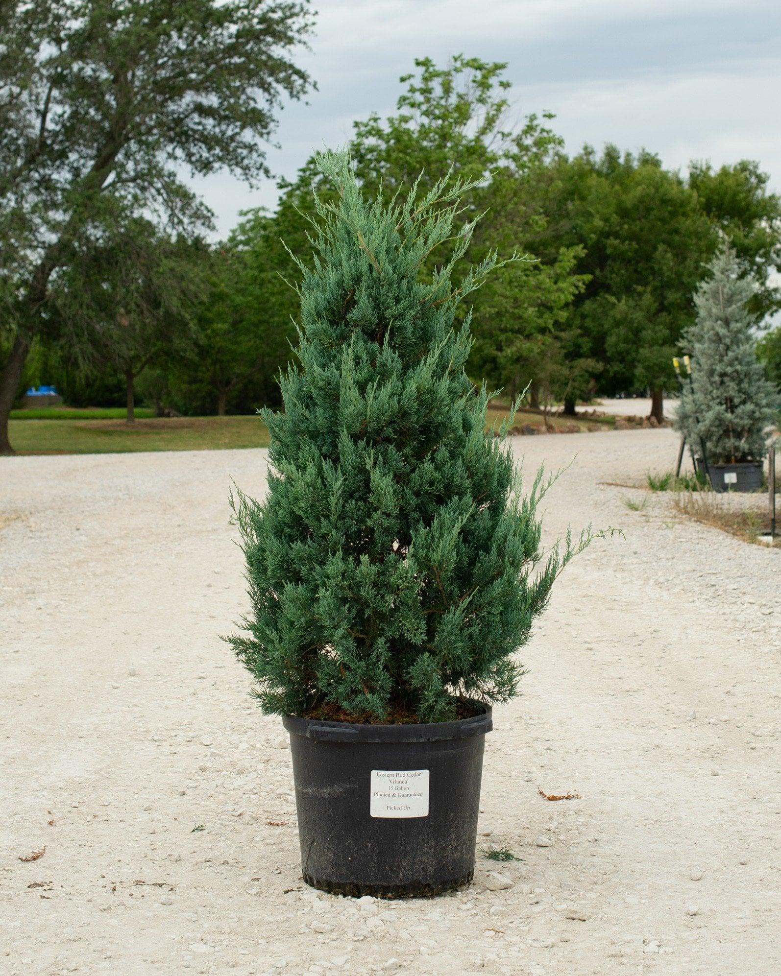Juniperus Virginiana 'glauca' - View 24 from www redcrocus com