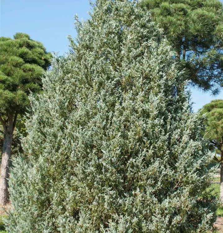 Juniperus Virginiana 'glauca' - View 26 from www redcrocus com
