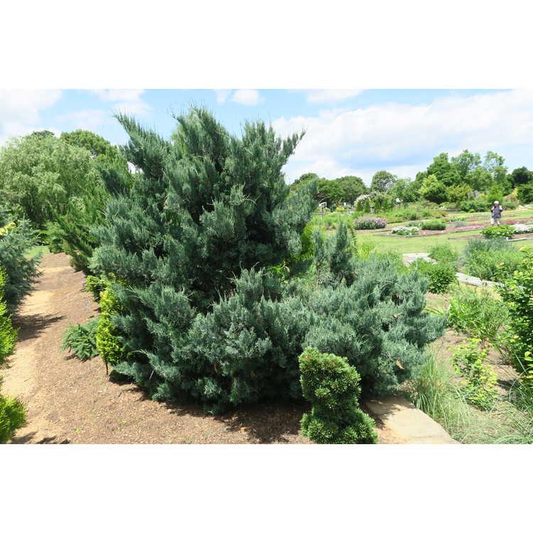 Juniperus Virginiana 'glauca' - View 31 from www redcrocus com