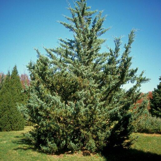 Juniperus Virginiana 'glauca' - View 3 from www redcrocus com