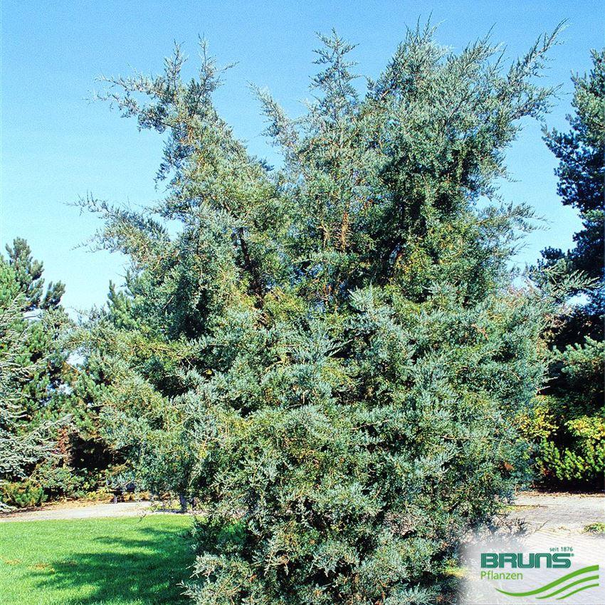 Juniperus Virginiana 'glauca' - View 5 from www redcrocus com