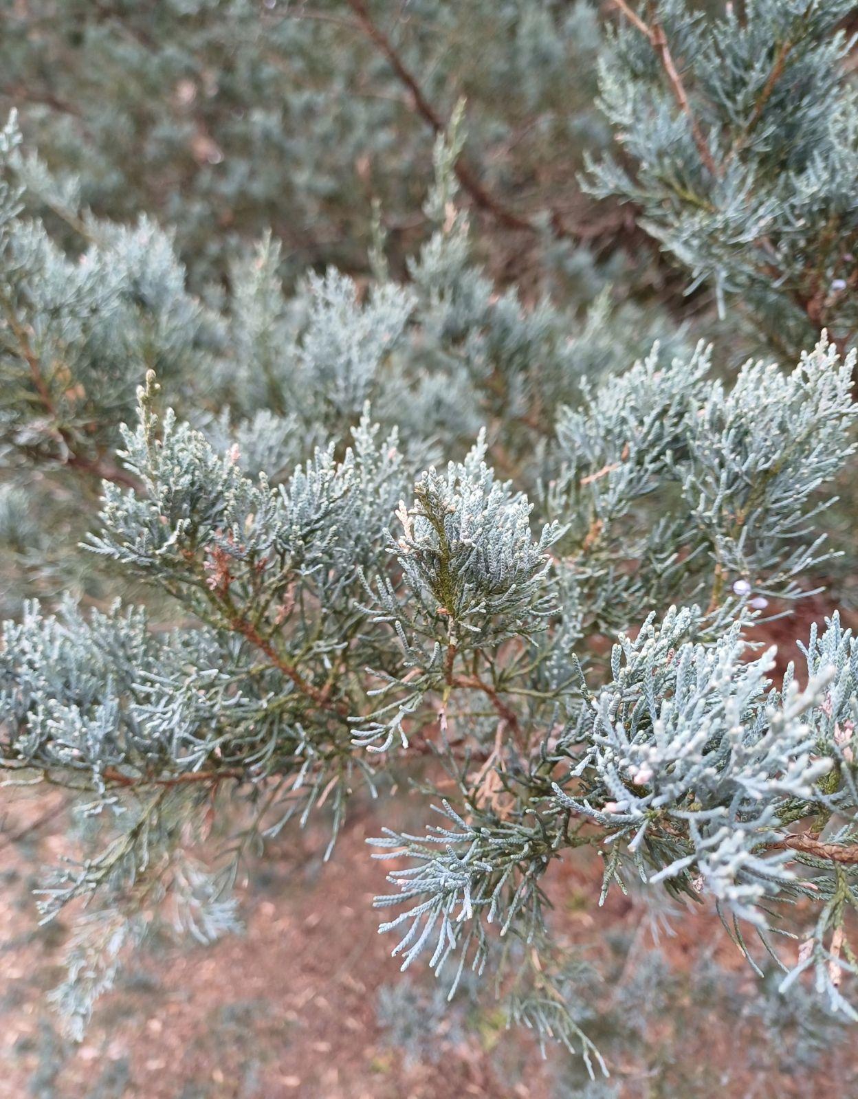 Juniperus Virginiana 'glauca' - View 6 from www redcrocus com