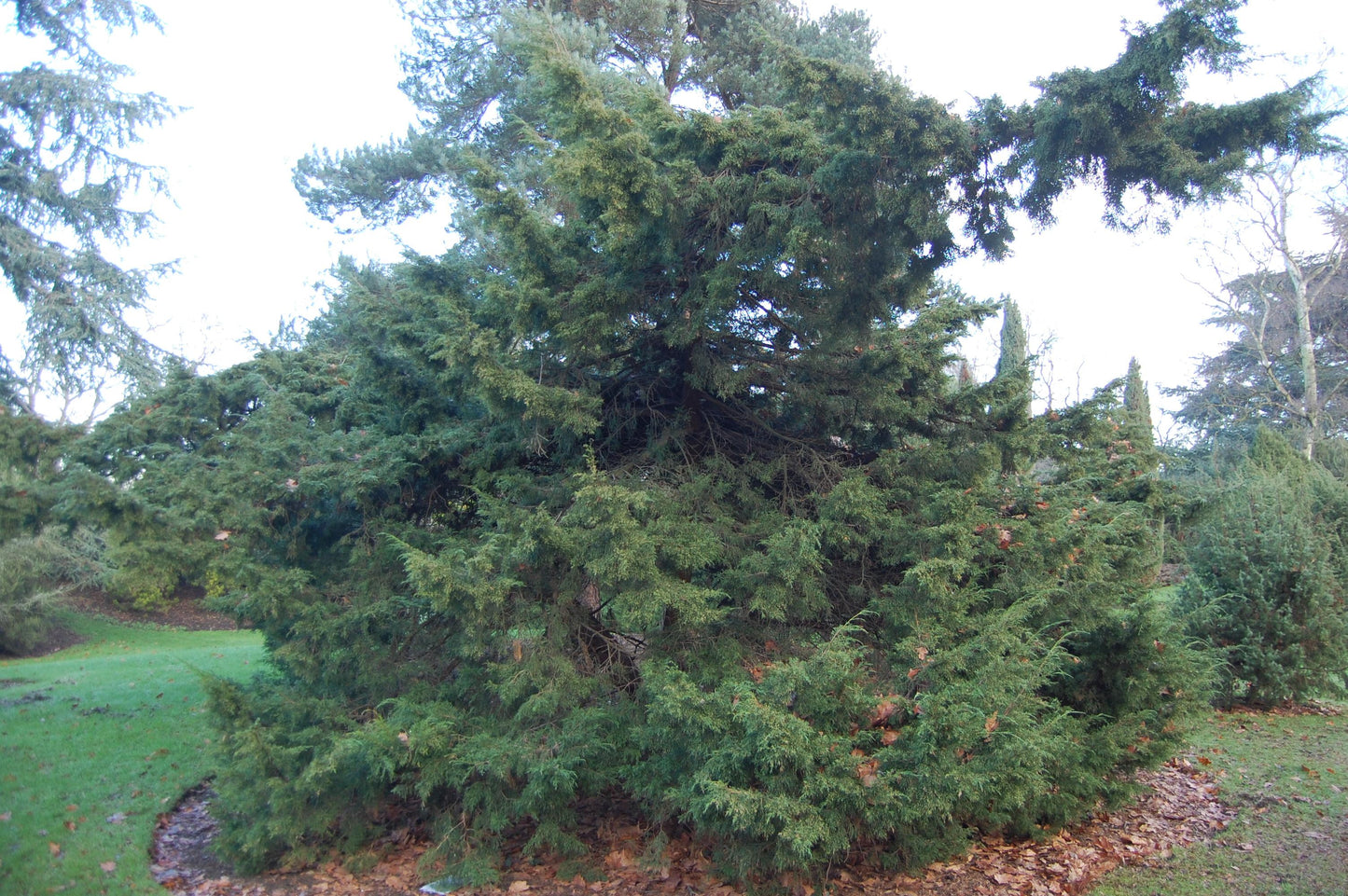 Juniperus Virginiana 'glauca' - View 7 from www redcrocus com