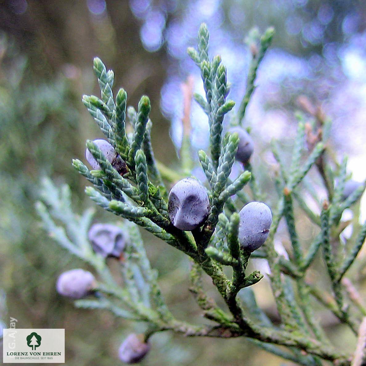 Juniperus Virginiana 'glauca' - View 8 from www redcrocus com