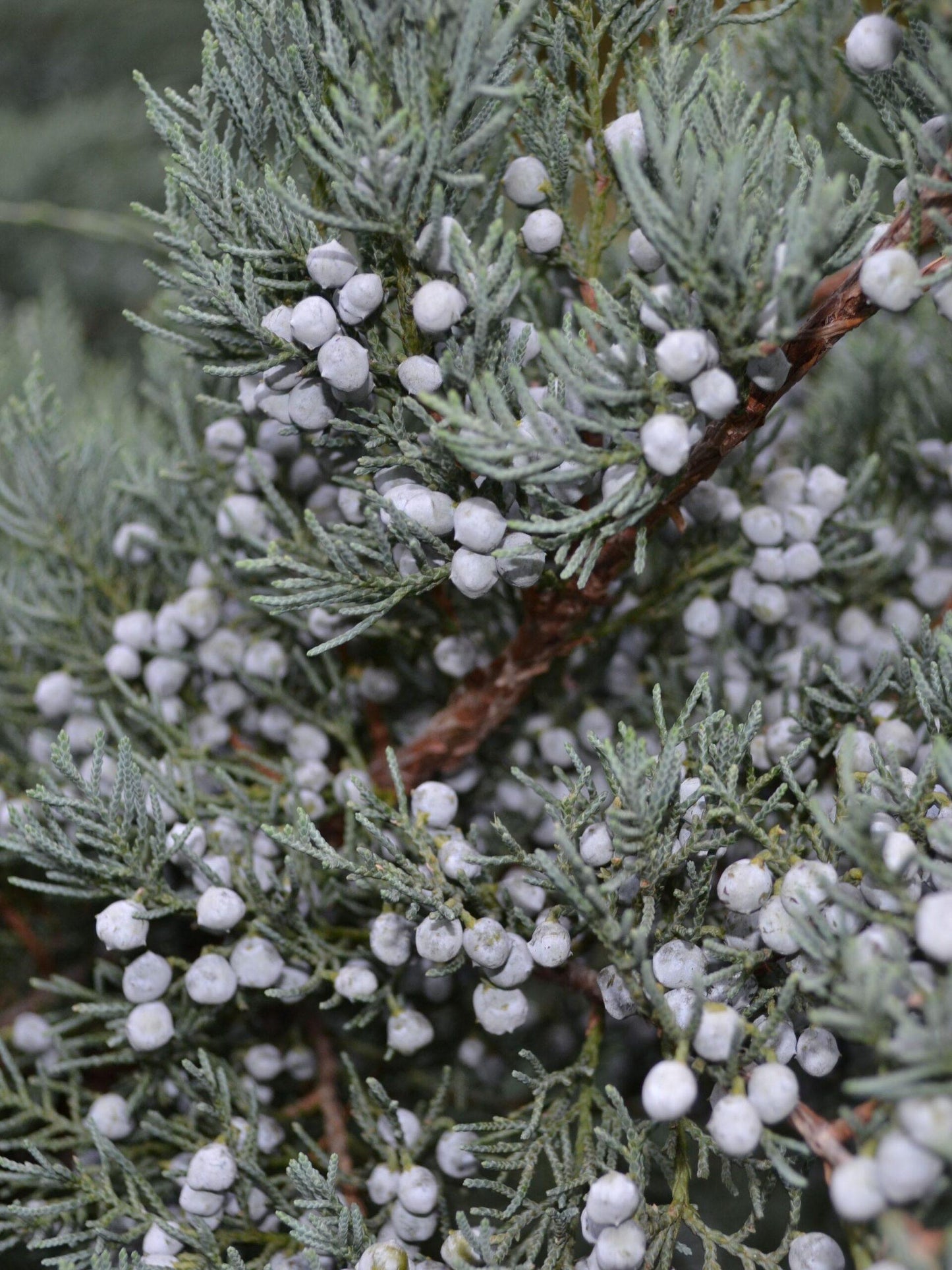 Juniperus Virginiana 'glauca' - View 9 from www redcrocus com