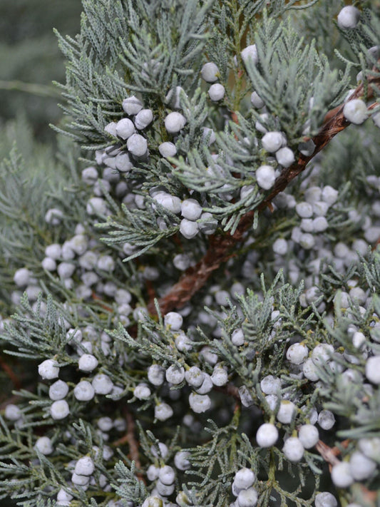 Juniperus Virginiana 'glauca' - View 10 from www redcrocus com