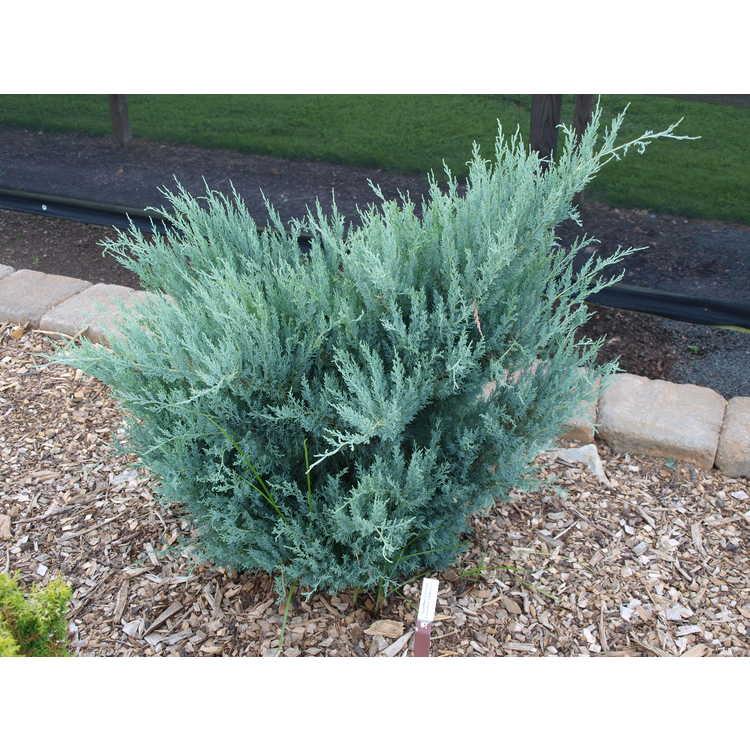 Juniperus Virginiana 'glauca' - View 11 from www redcrocus com