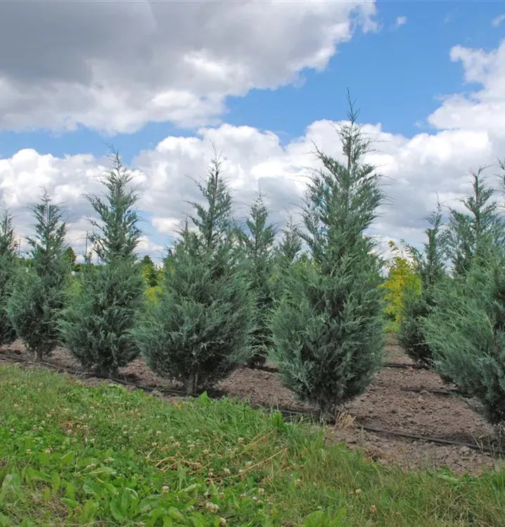Juniperus Virginiana 'glauca' - View 15 from www redcrocus com