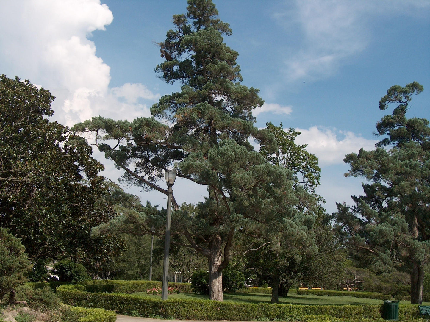 Juniperus Virginiana 'glauca' - View 16 from www redcrocus com
