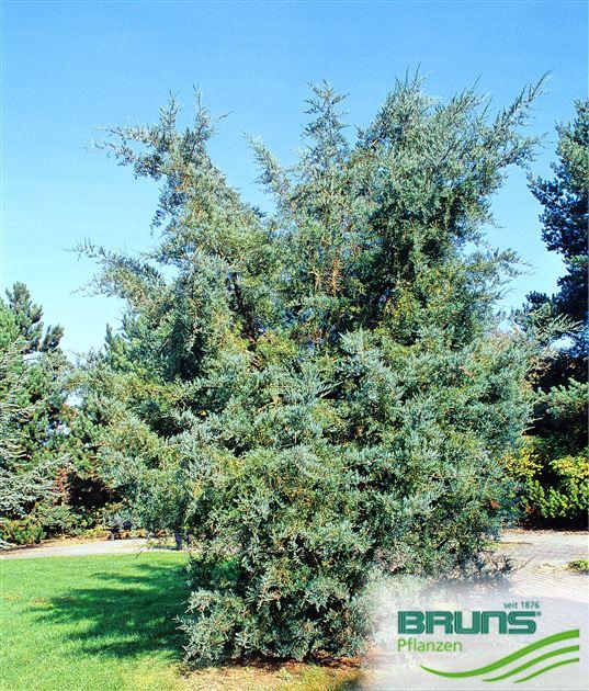 Juniperus Virginiana 'glauca' - View 17 from www redcrocus com