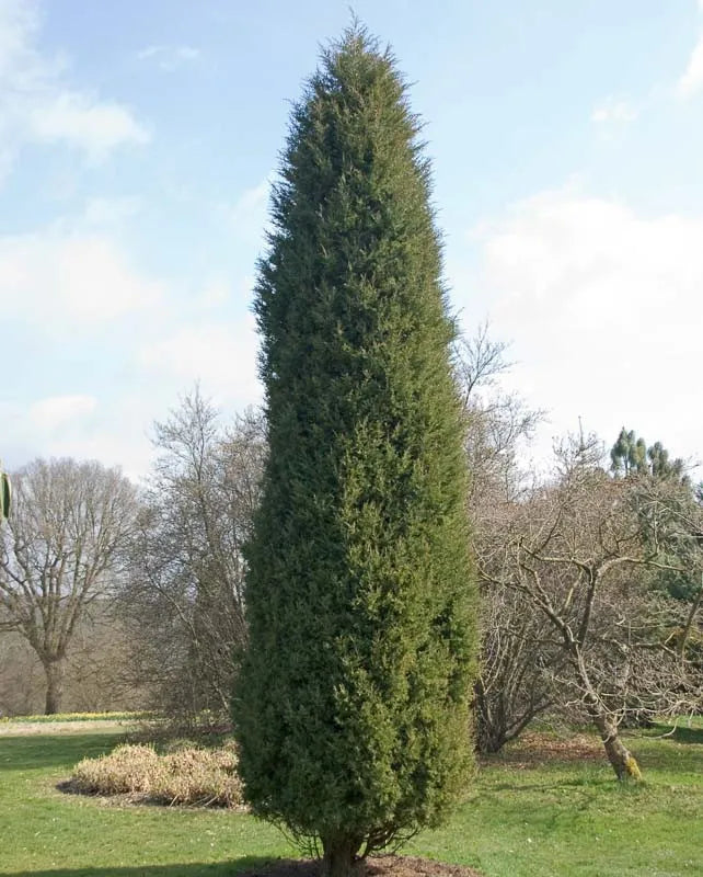 Juniperus Virginiana 'glauca' - View 1 from www redcrocus com