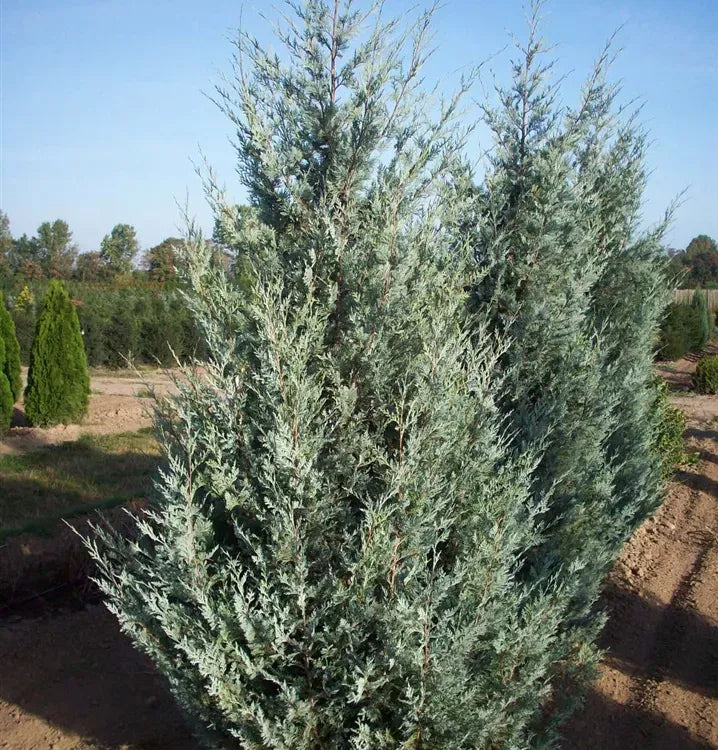 Juniperus Virginiana 'glauca' - View 22 from www redcrocus com