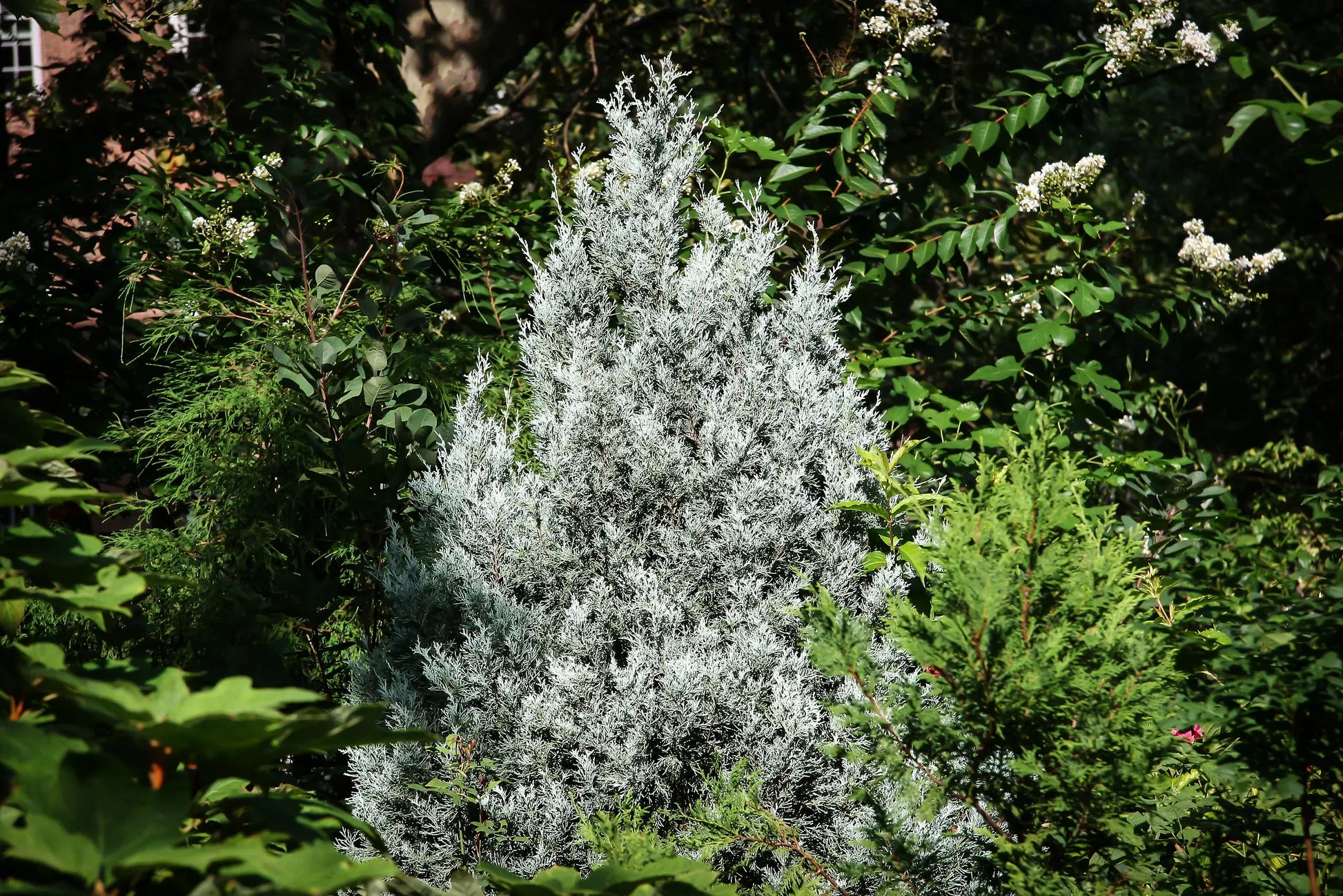 Juniperus Virginiana 'glauca' - View 27 from www redcrocus com