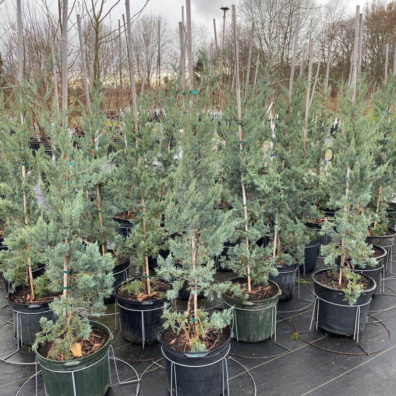 Juniperus Virginiana 'glauca' - View 2 from www redcrocus com