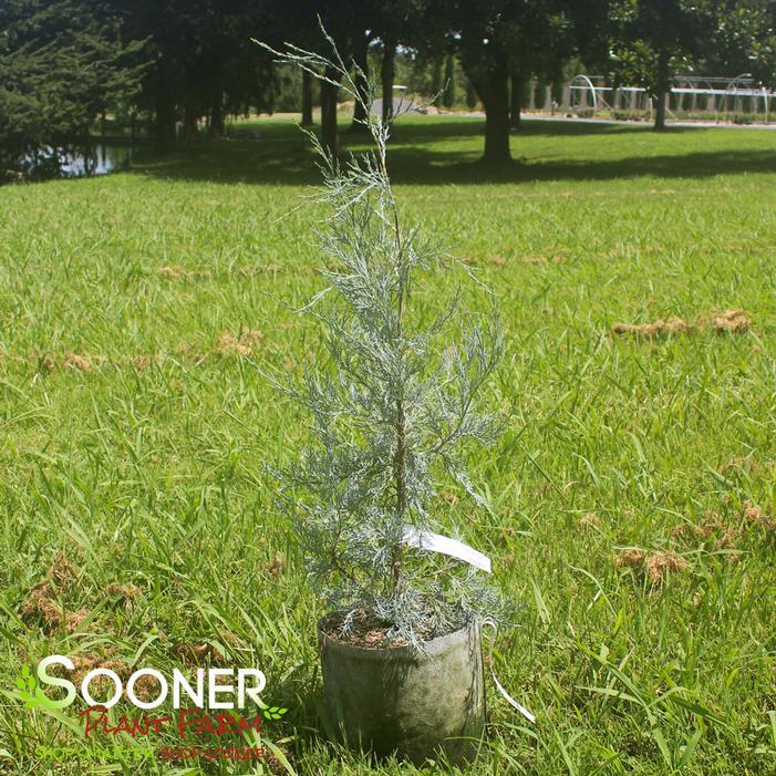 Juniperus Virginiana 'glauca' - View 31 from www redcrocus com