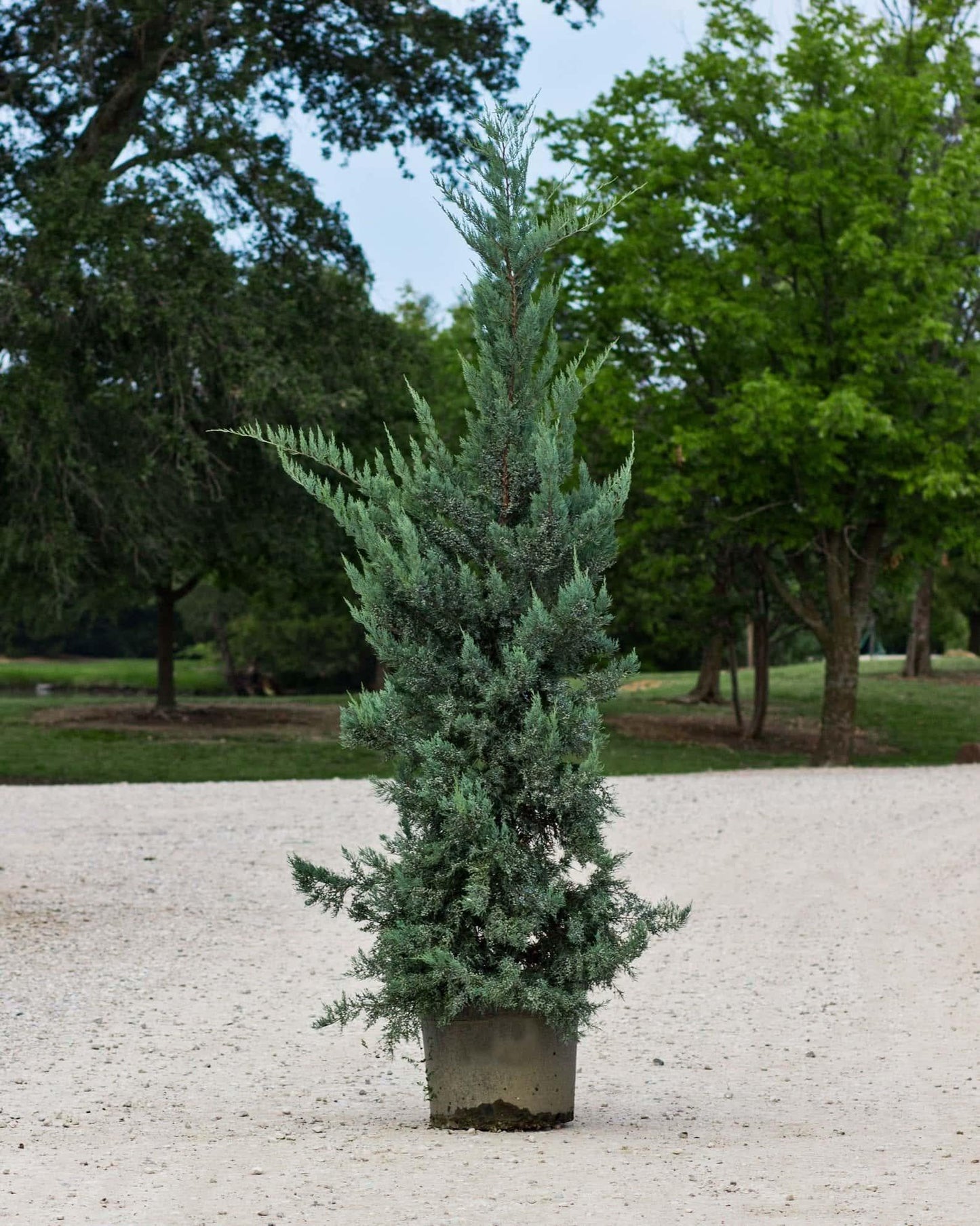 Juniperus Virginiana 'glauca' - View 32 from www redcrocus com